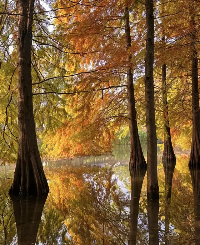 賞秋最美南京|鐘山風景區一天遊 賞秋最美南京|鐘山風景區一天遊