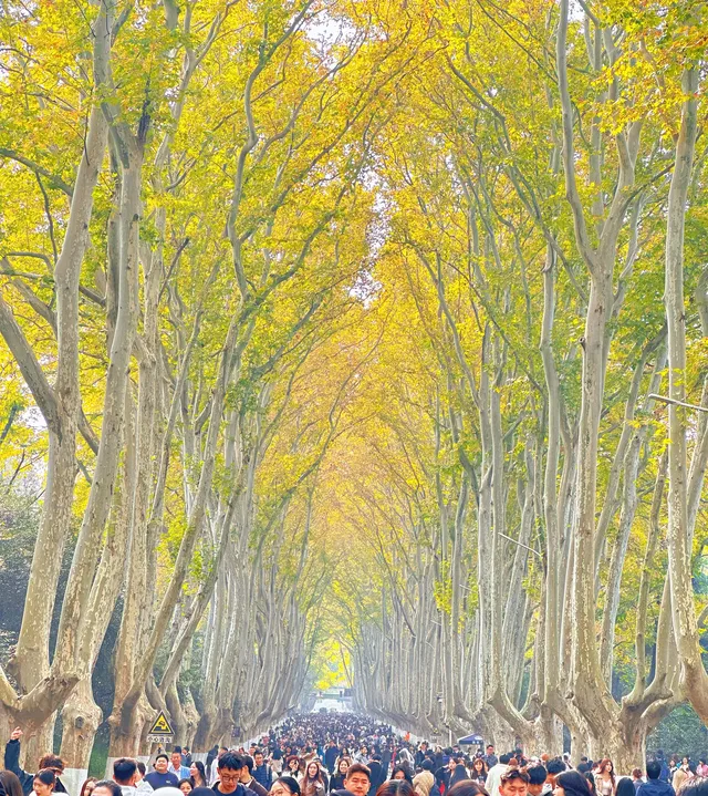 賞秋最美南京|鐘山風景區一天遊 賞秋最美南京|鐘山風景區一天遊