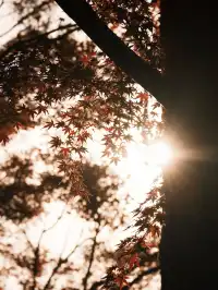 不在京都2025上海賞楓天花板