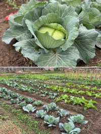 閩南田園一日:觸摸舊時光,品嚐新鮮味