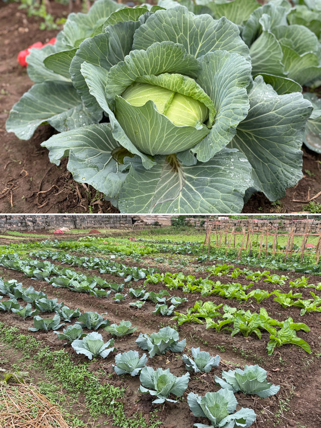 閩南田園一日:觸摸舊時光,品嚐新鮮味 閩南田園一日:觸摸舊時光,品嚐新鮮味