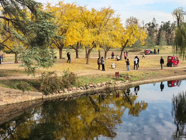 秋天的共青森林公園彷彿是一幅油畫 秋天的共青森林公園彷彿是一幅油畫