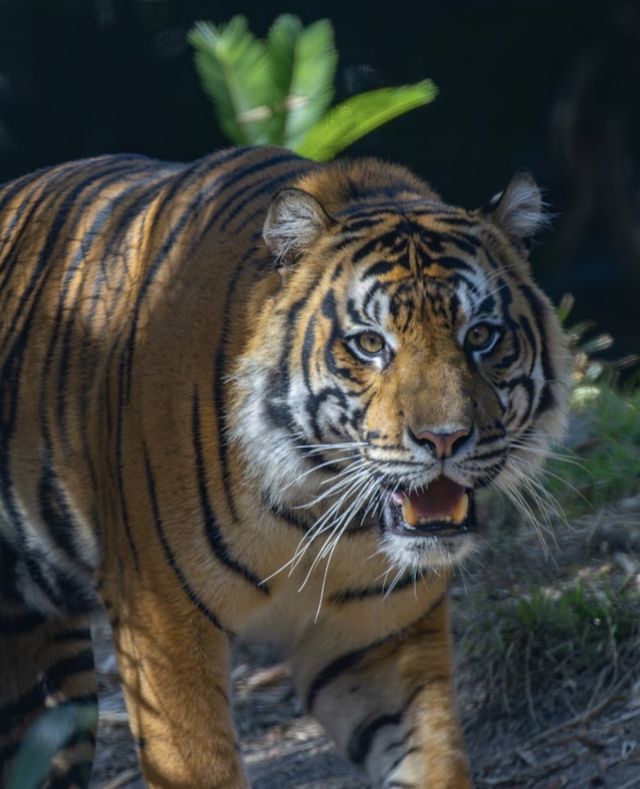 聖地亞哥必遊野生動物園