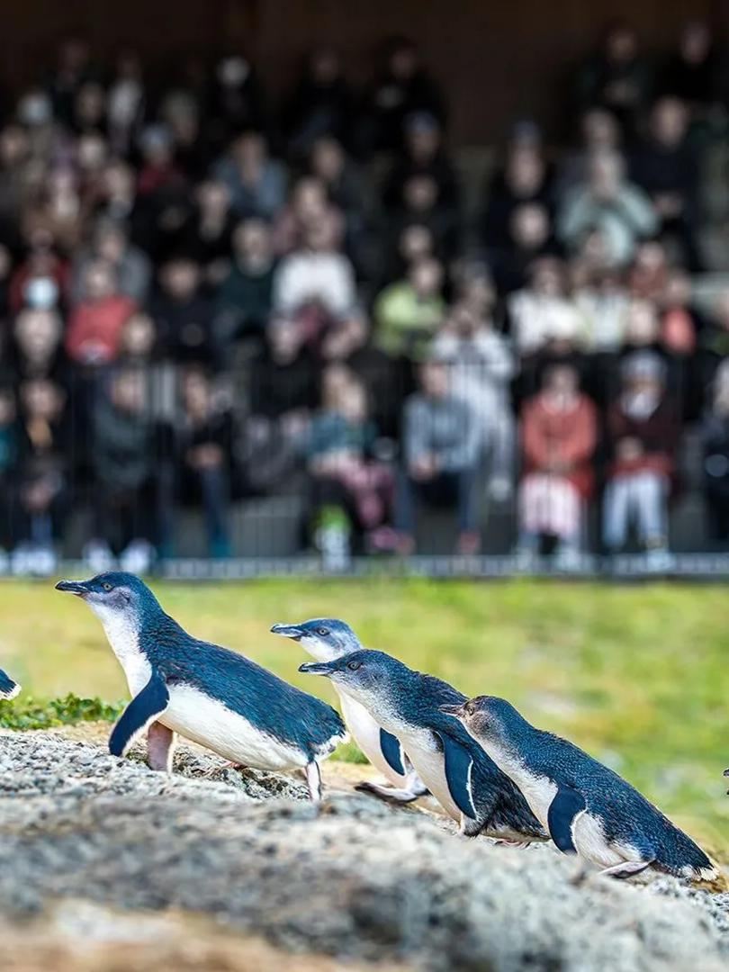 親子必見のニュージーランドルート 世界最小のブルーペンギンに出会う