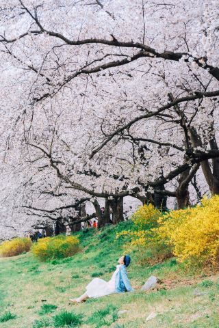 경주 벚꽃 구경｜부산 근교 교토 세가리테이와 같은 벚꽃길