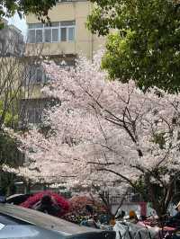 東山問梅村一日遊