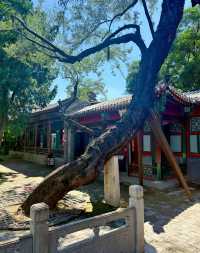 保定古蓮花池｜書香與詩意交織的元代園林秘境
