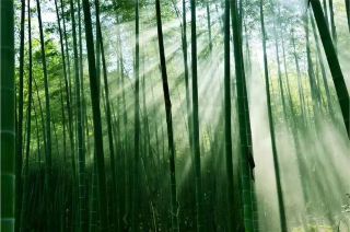 Hidden Gem Mountain Homestay Near Ganzhou | Open your window to bamboo forests and streams for ultimate relaxation