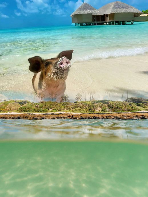 You won't believe this! The Caribbean hides a paradise of swimming pigs