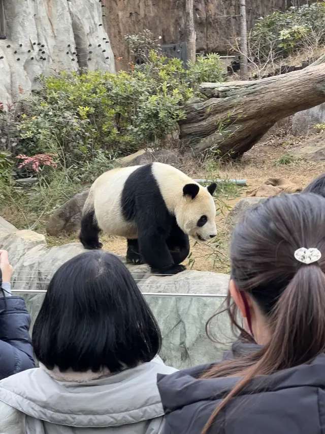 우에노 공원 안에 있는 우에노 동물원!