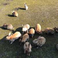幸運的一天🐰大久野島