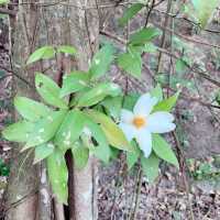 栢架山道自然徑➡️大潭水塘➡️淺水灣