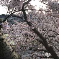【小丸山城趾公園】