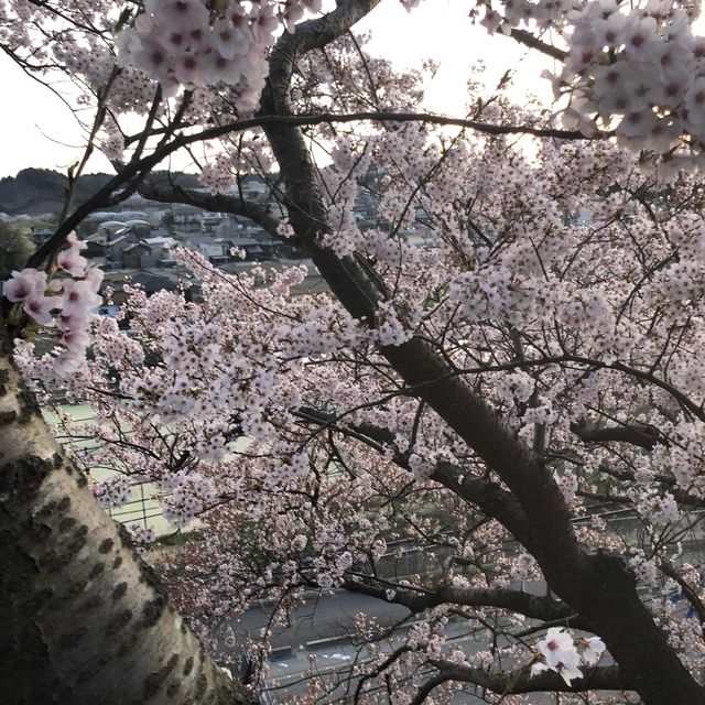 【小丸山城趾公園】