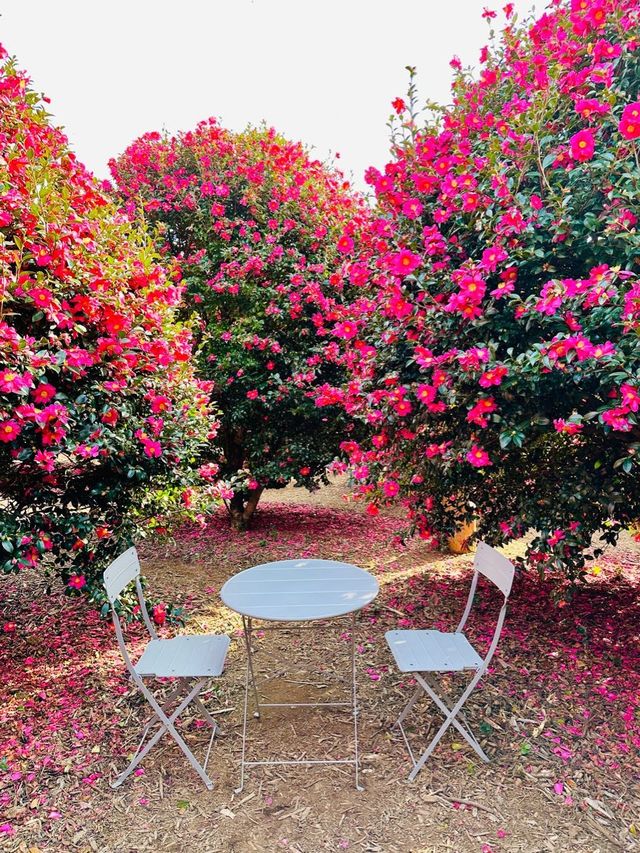 제주동백 끝판왕, 여기만 가도 완벽🌺❤️
