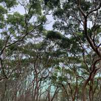 Spit to Manly walk