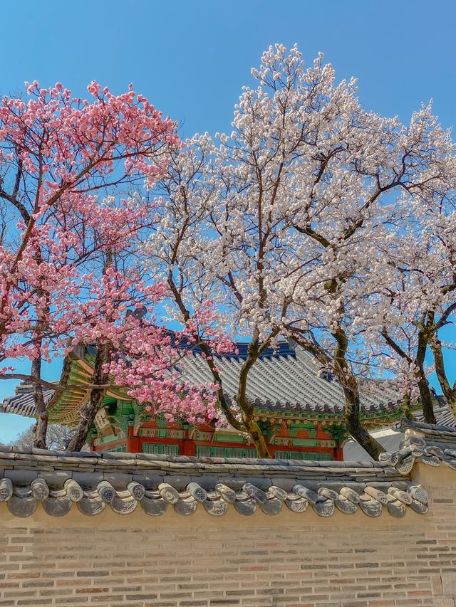 서울 홍매화 명소는 역시 창덕궁💗