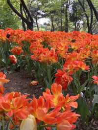 튤립과 봄꽃이 온통 만개한 서울숲🌷🌼