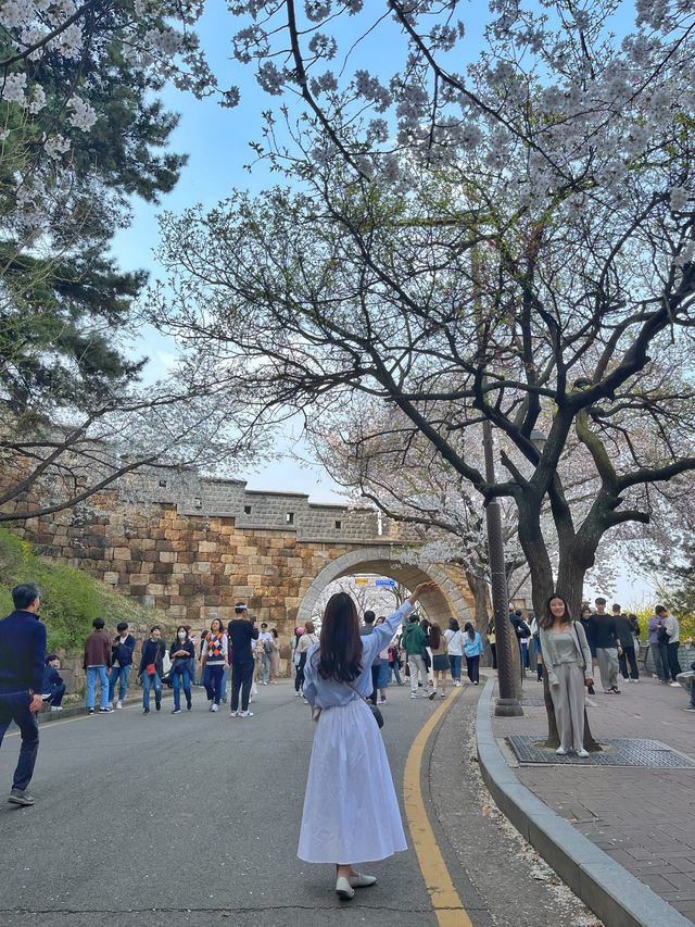 스물다섯 스물하나 촬영지에서 벚꽃 구경 🌸