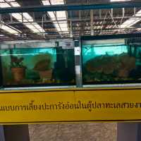 แวะชมน้อนนน ธนาคารสัตว์ทะเล @เกาะสีชัง