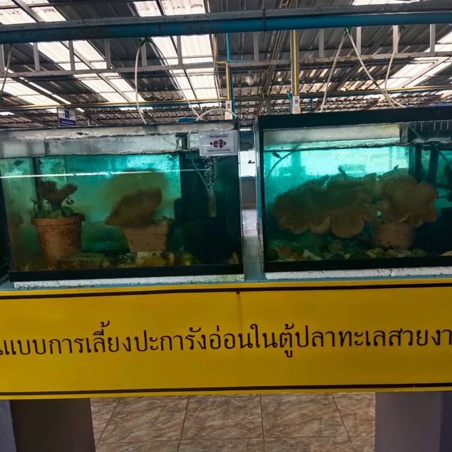 แวะชมน้อนนน ธนาคารสัตว์ทะเล @เกาะสีชัง