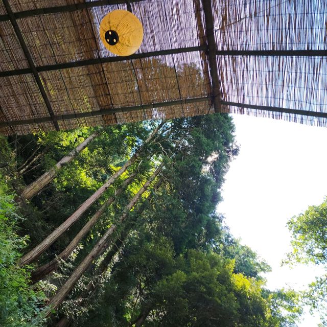 【京都観光】暑い夏は貴船の川床で涼しもう🌞👌