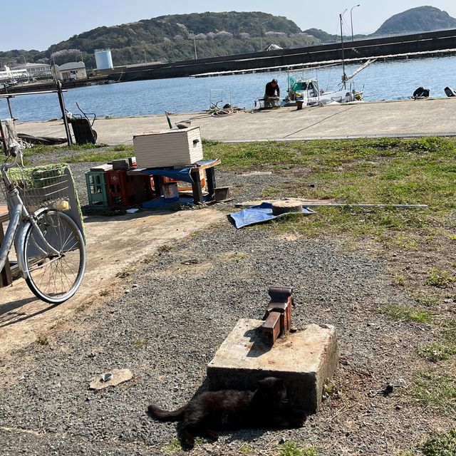 『 🐈藍　相島（あいのしま）🚢  』IN福岡県
