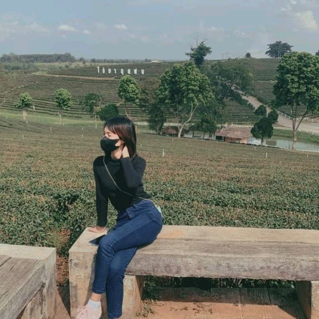 ไร่ชาฉุยฟง ณ เชียงราย