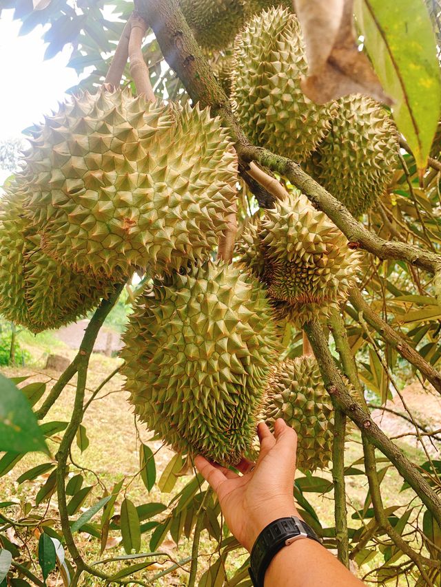 สวนละไม จ.ระยอง