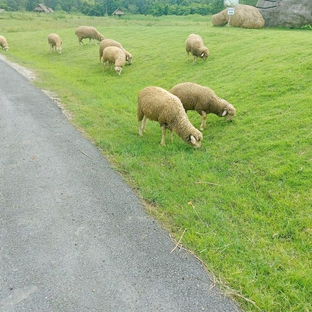 ทุ่งหญ้าเลี้ยงแกะ ห้วยตึงเฒ่า 🐑🐑