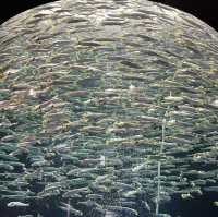 深入海洋奇境！足摺海洋館的神秘海底世界！🌊🐠