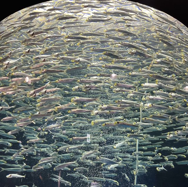 深入海洋奇境！足摺海洋館的神秘海底世界！🌊🐠