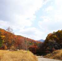 Beautiful Falling season in Jinjori Valley 