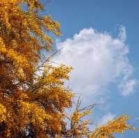 Beautiful Autumn of Sejong Ginkgo Tree 