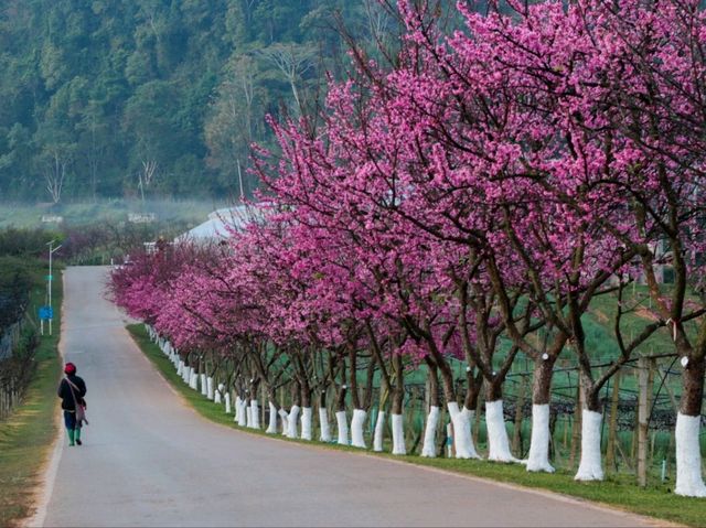 🌸ซากุระเมืองไทย🌸