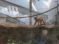 Amazing Animals at Ocean Park Hong Kong! 