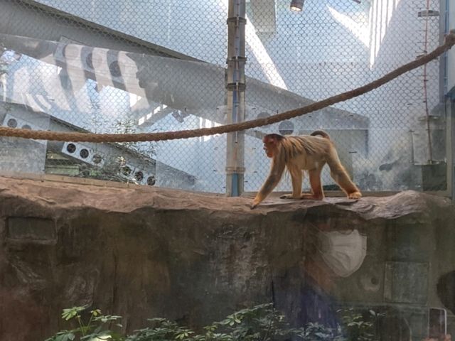 Amazing Animals at Ocean Park Hong Kong! 