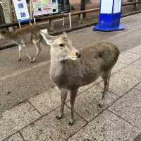 奈良公園一日遊❤️餵鹿經驗🦌