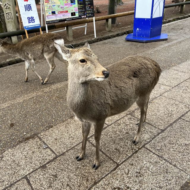 奈良公園一日遊❤️餵鹿經驗🦌