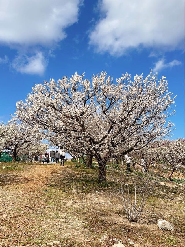 부산 기장 지금 꼭 가야할 매화성지 매화원🌸