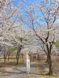 하남 덕풍천에 찾아온 봄🌸