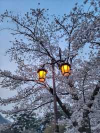 청도 운문사의 봄은 아름답다🌸