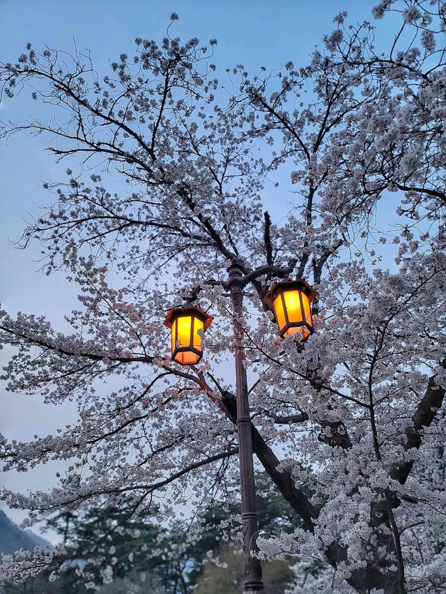 청도 운문사의 봄은 아름답다🌸
