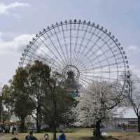 cherry blossom picnics