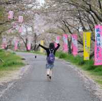 Unseen Sakura viewing spot in Yokkaichi