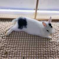 香港🇭🇰首間兔兔Cafe🐰