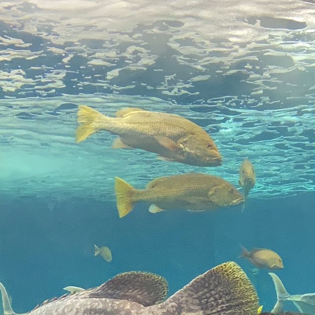 Rayong Aquarium 🐠🪼