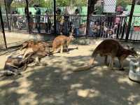 名古屋　名古屋観光　名古屋東山動物園でイケメンゴリラのシャバーニ君に会ってきた！