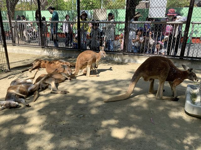 名古屋　名古屋観光　名古屋東山動物園でイケメンゴリラのシャバーニ君に会ってきた！