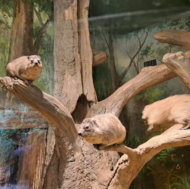 韓國😍愛寶樂園🐒介紹有咩動物睇🐯